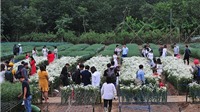  Giới trẻ chen chân chụp ảnh tại vườn cúc họa mi nở sớm nhất Hà Nội 