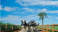 Trang trại bò sữa Organic đầu tiên tại Việt Nam – bước tiến mới trong lĩnh vực Organic của ngành sữa Việt