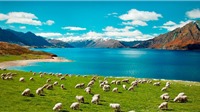 New Zealand - Thiên đường xanh giữa đại dương