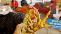 Hà Nội: Ngắm 3 giống gà tiến vua ở chợ Xuân Bính Thân 2016