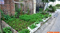 Ngạc nhiên với những "vườn rau sạch" trên vỉa hè ở Hà Nội