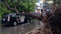 Hà Nội: Bão "quật đổ" cây xanh đè bẹp nhiều ô tô
