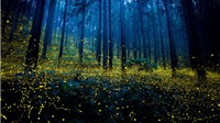 Sagano khu rừng đom đóm huyền ảo như chốn thần tiên ở Nhật Bản