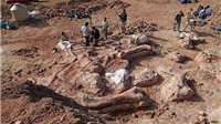 Phát hiện mới: Tìm thấy hóa thạch khủng long lớn nhất thế giới gây chấn động giới khoa học