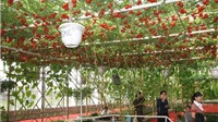 Cận cảnh cây cà chua sai quả nhất thế giới