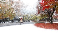Ảnh tuyết rơi vào mùa thu đẹp như tranh vẽ tại thủ đô Tokyo Nhật Bản sau nửa thế kỷ