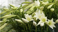 Nên và không nên chọn loại hoa nào để đi tảo mộ trong Tết Thanh Minh?