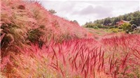 Tháng 11 rủ nhau du lịch Đà Lạt ngắm đồi cỏ hồng đẹp như tranh vẽ