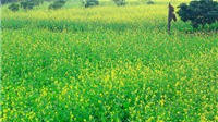 Check in cánh đồng hoa cải vàng bắt đầu nở ở ngoại thành Hà Nội