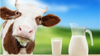 Bị bệnh này uống sữa gây hậu quả khó lường