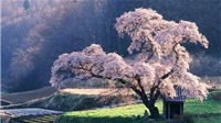 Lịch chính xác thời gian hoa anh đào nở ở Nhật Bản năm 2018