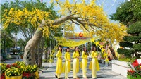 Sun World Danang Wonders đã sẵn sàng bùng nổ với lễ hội “Mai vàng sắc xuân”