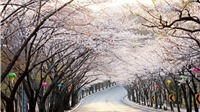 Lịch chính xác thời gian hoa anh đào nở ở Hàn Quốc năm 2018