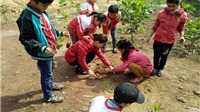 Thừa Thiên Huế phấn đấu tối thiểu 50% hệ thống cây xanh phủ bóng mát ở các trường học