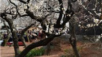 Ngọt ngào như Nhật Bản chìm trong sắc trắng hoa mơ giữa trời Xuân