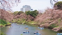Top 3 điểm ngắm hoa anh đào đẹp mỹ mãn ở Nhật, Hàn, Đài Loan