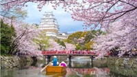 Hoa anh đào Nhật Bản nở bất thường vào mùa thu