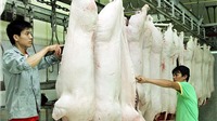 Hà Nội sẽ có thêm 4 khu giết mổ gia súc, gia cầm công nghiệp tập trung