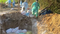 Phú Yên: Tiêu hủy 2.000 con gà bị cúm H5N6