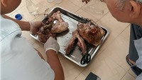 Phát hiện nhiều mẫu thịt lợn chứa sán dây, hàng trăm người mắc bệnh nguy hiểm