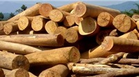 Ngừng kinh doanh tạm nhập, tái xuất gỗ rừng tự nhiên từ Lào và Campuchia