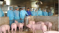 Hà Nội: Bổ sung kinh phí cho phòng, chống dịch tả lợn châu Phi