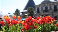 Hơn triệu bông tulip biến Bà Nà thành “xứ sở Hà Lan”