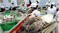 Năm 2018: Xuất khẩu mực, bạch tuộc của Việt Nam tăng hơn 8%