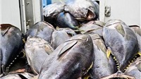 Xuất khẩu cá ngừ vây vàng sang Italy tăng 60% 6 tháng đầu năm