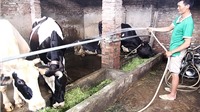 Hà Nội: Xử lý nghiêm trại chăn nuôi gia súc, gia cầm xả thải vào công trình thủy lợi