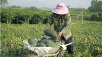 Hơn 1.130 tấn dưa hấu ứ đọng, nông dân Quảng Ngãi lao đao