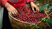 Dự báo sẽ tiếp tục xu hướng giảm giá cà phê xuất khẩu