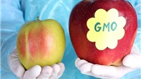 Thực phẩm biến đổi gen có an toàn cho sức khỏe?