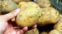Ăn khoai tây mọc mầm: Đừng đùa với "tử thần"