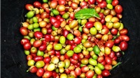 Giá cà phê tăng mạnh chạm mốc 33.000 đồng/kg
