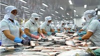 Cá tra Việt Nam cạnh tranh gay gắt tại thị trường EU