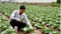 Hà Nội phê duyệt Kế hoạch cơ cấu lại ngành nông nghiệp giai đoạn 2019-2020