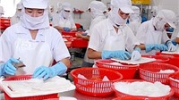 Xuất khẩu mực, bạch tuộc của Việt Nam sang EU chững lại