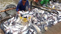 ASEAN tiếp tục là thị trường tiềm năng cho xuất khẩu cá tra?