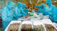 Tôm Việt Nam chiếm 25,6% tổng giá trị nhập khẩu tôm tại Nhật Bản