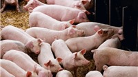 Phát hiện ổ dịch tả lợn châu Phi mới tại Thanh Hóa