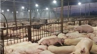 Dịch tả lợn châu Phi đã xuất hiện ở Hà Nam