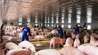 Dịch tả lợn châu Phi đã xuất hiện tại Hà Nội