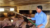 Trợ giá bằng 70% giá thị trường, tránh nguy cơ lây lan dịch tả lợn châu Phi