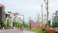 Hà Nội đạt 100,9% kế hoạch trồng cây dịp Tết Nguyên đán