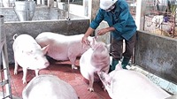 Hà Nội: Đôn đốc tiêm phòng vắc xin cho đàn gia súc, gia cầm