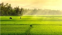 Việt Nam có thêm 22 giống lúa mới
