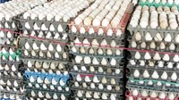 Giá trứng thấp chưa từng thấy, người chăn nuôi lỗ nặng