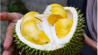 6 đối tượng tuyệt đối không nên ăn sầu riêng dù thèm đến mấy
