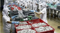 Xuất khẩu mực, bạch tuộc sang Nhật Bản tăng hơn 11%